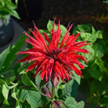 Bergamot Monarda Didyma zaden bee balm panorama mix pynappel