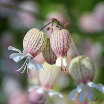 blaassilene zaden silene vulgaris eetbare bladeren piccolo seeds pynappel