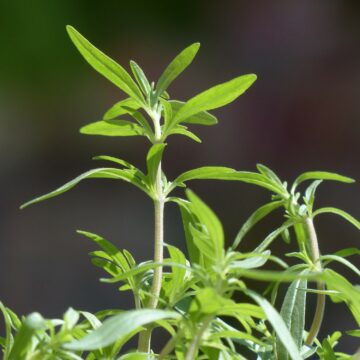 bonenkruid zaden summer savory pynappel piccollo