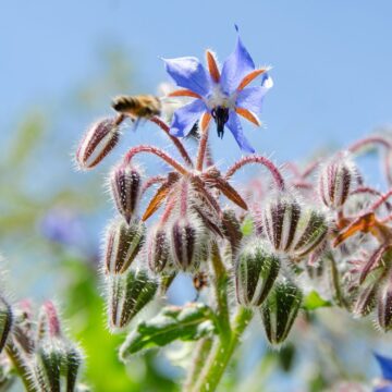 komkommerkruid zaden borage bloemenmix pynappel piccollo