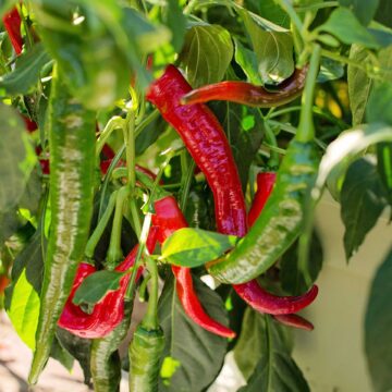 cayenne peper zaden cayennepeper zaaien long slim hot pepper pynappel