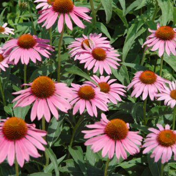 echinacea zaden starlight zonnehoed zaden echinacea purpurea pynappel