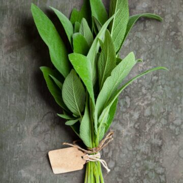 echte salie zaden salvia officinalis zaadjes piccolo seeds pynappel