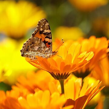 erfurter orangefarbige calendula zaden goudsbloem pynappel