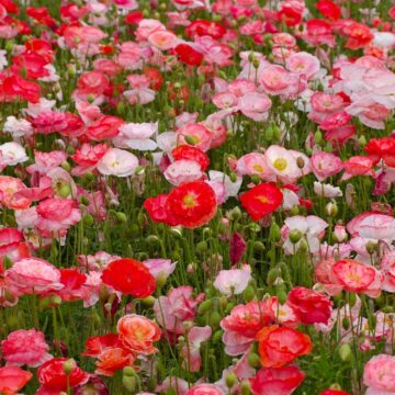 klaproos zaden papaver rhoeas zaaien poppy piccolo seeds pynappel