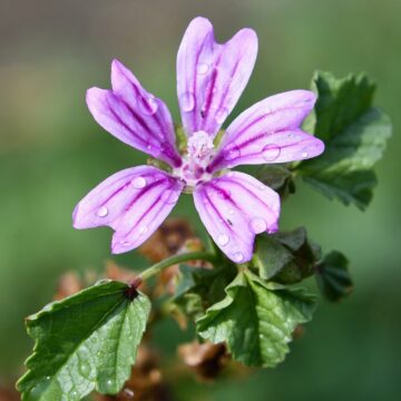 groot kaasjeskruid zaden Malva sylvestris zebrina mallow pynappel