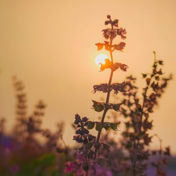 heilige basilicum zaden tulsi thee piccolo