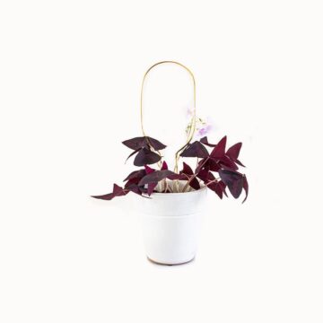 kleine plantensteun hoop messing goudkleurig mini botanopia pynappel