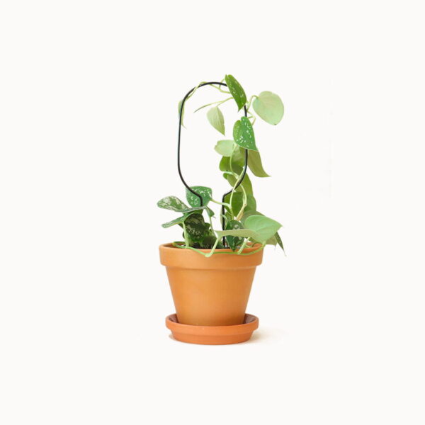 kleine plantensteun mini hoop zwart botanopia planten steun pynappel