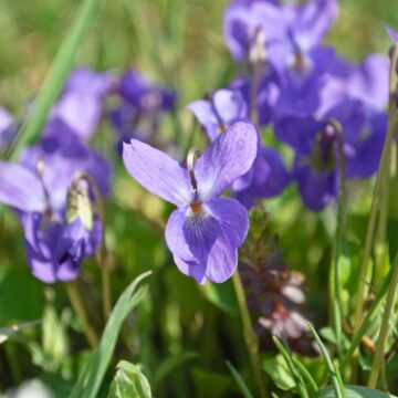 Maarts viooltje zaden viola odorata queen charlotte pynappel