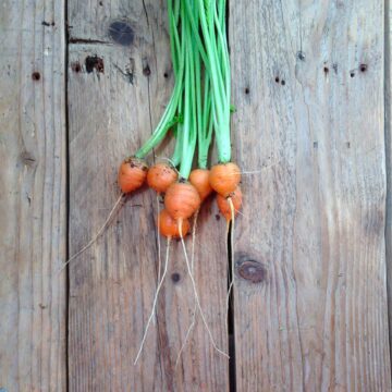 parijse markt wortel zaden daucus carota piccolo seeds pynappel