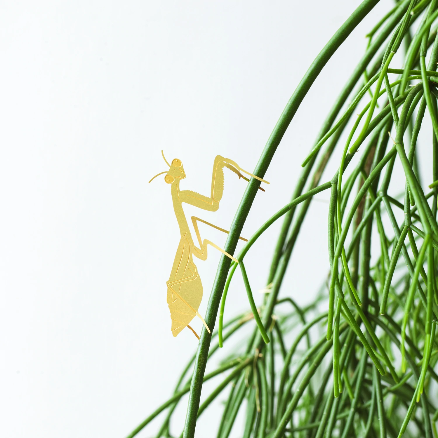 plant animal bidsprinkhaan praying mantis plantenbeestje pynappel