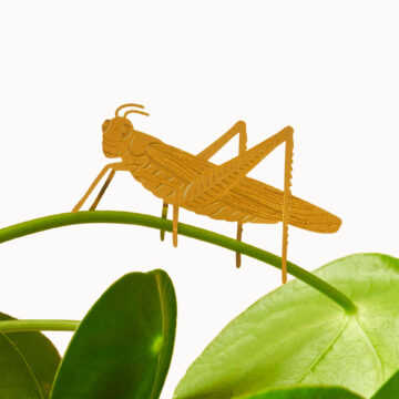 plant animal grasshopper plantenbeestje sprinkhaan another studio pynappel brievenbus cadeau