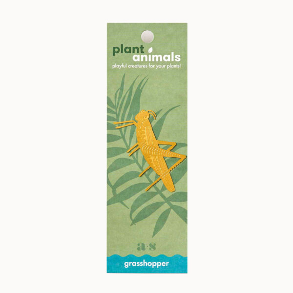 Plant Animal Sprinkhaan - Afbeelding 3