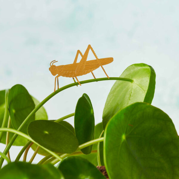 plant animal grasshopper plantenbeestje sprinkhaan another studio pynappel brievenbus cadeau