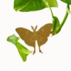 plant animal lunar moth gouden plantenbeestje mot pynappel uden