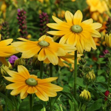 rudbeckia zaden zonnehoed zaden rudbeckia hirta green eyes zaden pynappel brievenbus cadeau