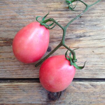 pink thai egg tomaat zaden piccolo seeds pynappel moestuin zaden