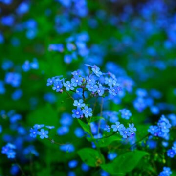 vergeet me nietjes zaden indigo blue myosotis alpestris pynappel