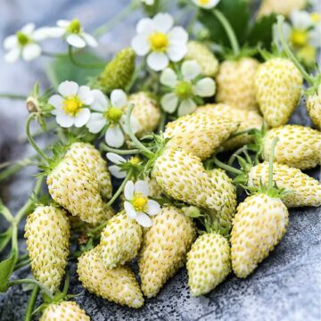 witte aardbei zaden white soul alpine strawberry aardbei zaden pynappel