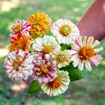 zinnia zaadjes bloemen peppermint stick piccolo seeds pynappel