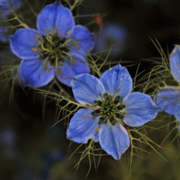 zwarte komijn zaden black cumin nigella pynappel